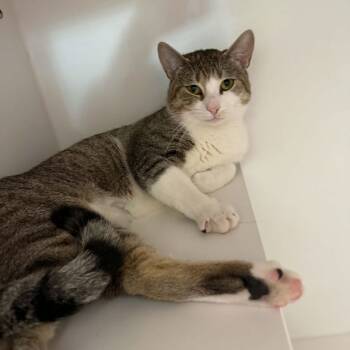 Stuie -  American Shorthair Cat for Adoption in Bethel, Connecticut - Stuie | PetCurious