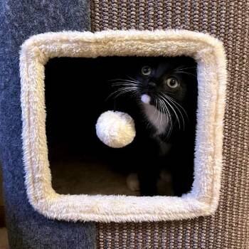 Zara Lou C11755 -  Domestic Short Hair Cat for Adoption - Zara Lou C11755 | PetCurious