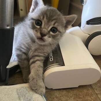 American Shorthair and Tabby Cats Available for Adoption - Jacob | PetCurious