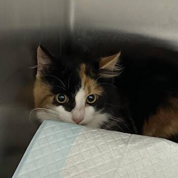 Meatball -  Domestic Short Hair Cat for Adoption in Corbin, Kentucky - Meatball | PetCurious
