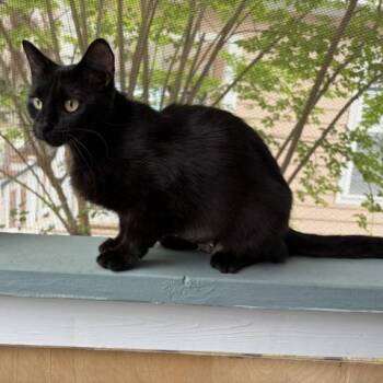 Luna -  Domestic Short Hair Cat for Adoption in Beaufort, South Carolina - Luna | PetCurious
