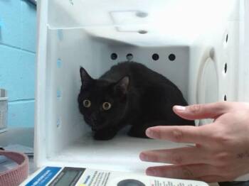 JADE -  Domestic Short Hair Cat for Adoption in Albuquerque, New Mexico - JADE | PetCurious