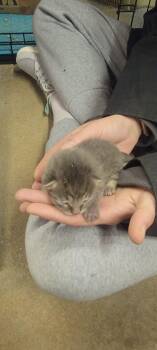 Victor -  Domestic Short Hair Cat for Adoption in Fredericton, New Brunswick - Victor | PetCurious