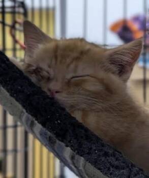 Domestic Short Hair Cats Available for Adoption in St. Cloud, Minnesota - Squinkie | PetCurious