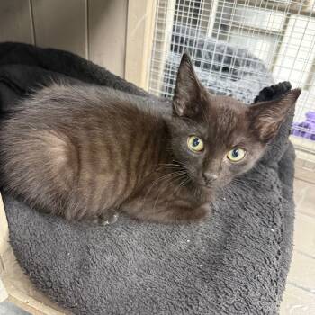 Ranger -  Domestic Short Hair Cat for Adoption in Carroll, Iowa - Ranger | PetCurious