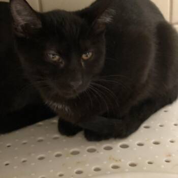 Domestic Short Hair Cats Available for Adoption - Khiari | PetCurious