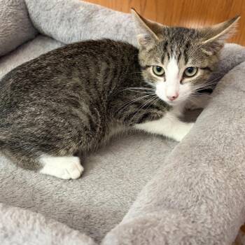 Mickey -  Domestic Short Hair Cat for Adoption in Rochester, Minnesota - Mickey | PetCurious