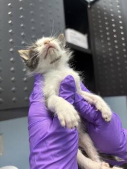 Domestic Medium Hair Cats Available for Adoption in Palmetto, Florida - MURPHY | PetCurious