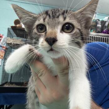 Charlotte -  Domestic Short Hair Cat for Adoption in Port Charlotte, Florida - Charlotte | PetCurious