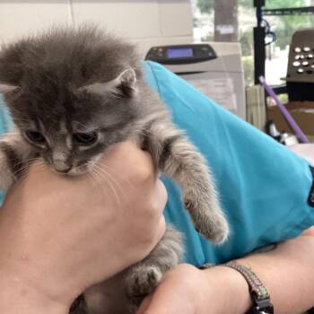 Chap -  Domestic Short Hair Cat for Adoption in Montgomery, Alabama - Chap | PetCurious