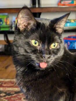 Vivian -  Domestic Short Hair Cat for Adoption in Plymouth, Michigan - Vivian | PetCurious