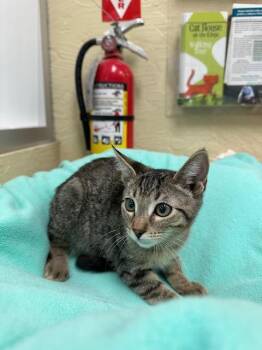 Rescue Tabby Cats for Adoption in Parlier, California - Capybara | PetCurious