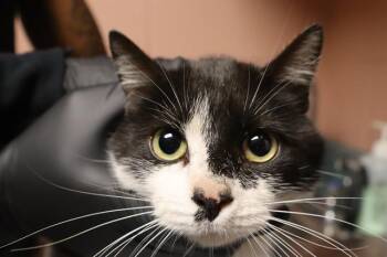 Domestic Short Hair Cats Available for Adoption in Columbia, South Carolina - TAFFY | PetCurious