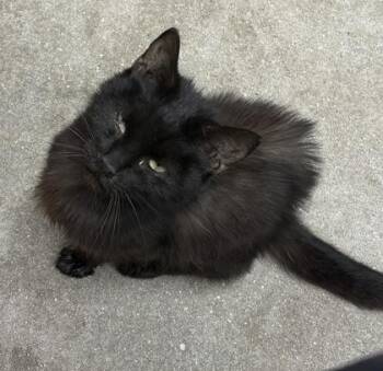 Praline -  Domestic Short Hair Cat for Adoption in West Chester, Pennsylvania - Praline | PetCurious