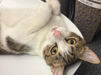 Domestic Short Hair and Tabby Cats Available for Adoption - Finn | PetCurious
