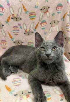 Rescue Domestic Short Hair Cats for Adoption in Warr Acres, Oklahoma - Wolf | PetCurious