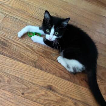 Delilah -  Domestic Short Hair Cat Available for Adoption in Mebane, North Carolina - Delilah | PetCurious