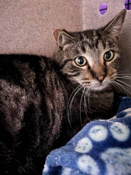 Rescue Domestic Short Hair Cats for Adoption in Gillette, Wyoming - Barn Cat Sharpie | PetCurious