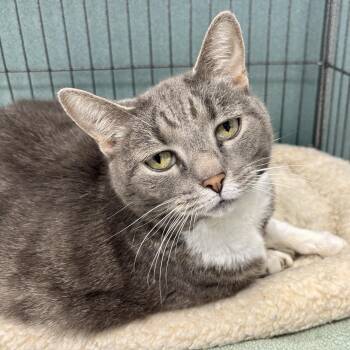 Domestic Short Hair Cats Available for Adoption in Bardstown, Kentucky - Angelina | PetCurious