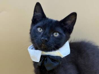 Sunny -  Domestic Short Hair Cat for Adoption in Portland, Oregon - Sunny | PetCurious