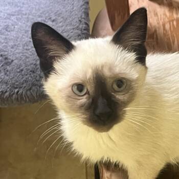 Rosie -  Siamese Cat for Adoption in Wyandotte, Michigan - Rosie | PetCurious