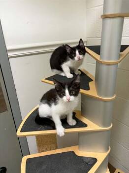 KIT -  Domestic Short Hair Cat for Adoption in St. Peters, Missouri - KIT | PetCurious