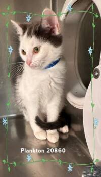 PLANKTON (see also SHELLY) -  Domestic Short Hair Cat for Adoption in Marietta, Georgia - PLANKTON (see Also SHELLY) | PetCurious