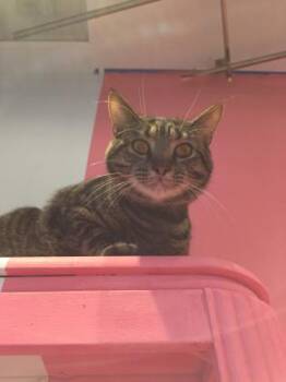 Domestic Short Hair Cats Available for Adoption in Annapolis, Maryland - Merlin | PetCurious