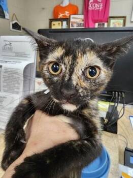 Batty $75 fostered -  Domestic Short Hair Cat for Adoption in Seneca, South Carolina - Batty $75 Fostered | PetCurious