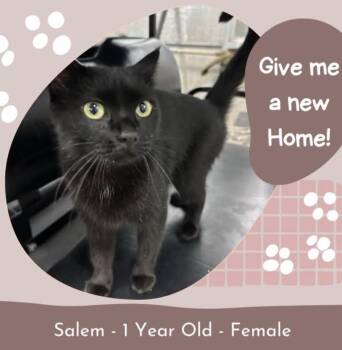Salem -  American Shorthair Cat for Adoption in Fort Payne, Alabama - Salem | PetCurious