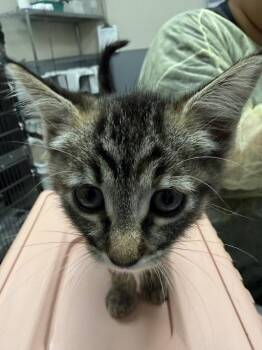 JENNY -  Domestic Short Hair Cat for Adoption in Las Vegas, Nevada - JENNY | PetCurious