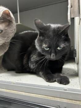 Domestic Short Hair Cats Available for Adoption in Dayton, Minnesota - Love | PetCurious