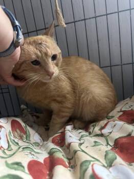 Rescue Tabby Cats for Adoption in Terre Haute, Indiana - Orangesickle | PetCurious