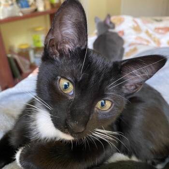 Bean -  Domestic Short Hair Cat for Adoption in Jupiter, Florida - Bean | PetCurious