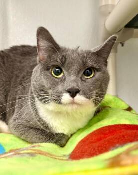 Domestic Short Hair Cats Available for Adoption in Gillette, Wyoming - Milky Way | PetCurious