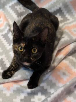 Beauty -  Domestic Short Hair Cat for Adoption in Millcreek, Utah - Beauty | PetCurious