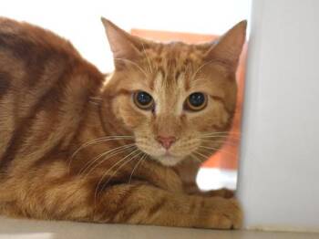 Domestic Short Hair Cats Available for Adoption - Kanga | PetCurious