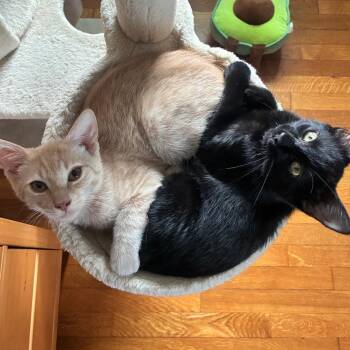 Anonymous & Extra Extra -  Domestic Short Hair Cat for Adoption in Warwick, Rhode Island - Anonymous & Extra Extra | PetCurious