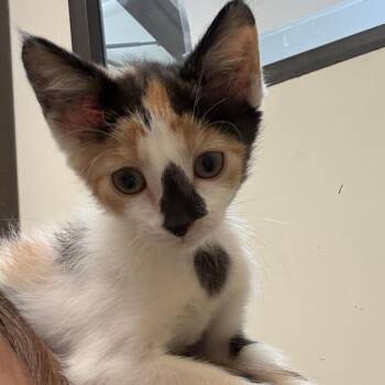 Kerfuffle -  Domestic Short Hair Cat for Adoption in Detroit Lakes, Minnesota - Kerfuffle | PetCurious