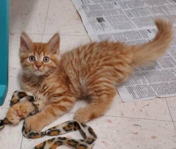 Petunia -  Domestic Medium Hair and Tabby Cat for Adoption in Bardstown, Kentucky - Petunia | PetCurious