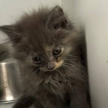 Betty -  Domestic Short Hair Cat for Adoption in Jeffersonville, Indiana - Betty | PetCurious