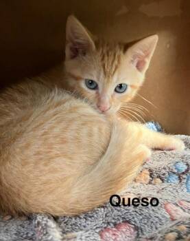 Queso -  Domestic Short Hair Cat for Adoption in Beatrice, Nebraska - Queso | PetCurious