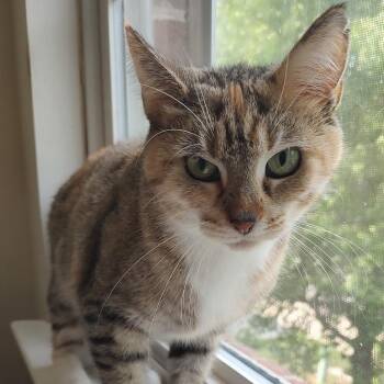 Domestic Short Hair Cats Available for Adoption in Fairfax Station, Virginia - Freya | PetCurious