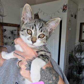 squirt -  Domestic Short Hair Cat for Adoption in Yuma, Arizona - Squirt | PetCurious