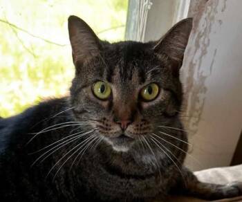 Rainy -  Domestic Short Hair Cat for Adoption in Stratham, New Hampshire - Rainy | PetCurious