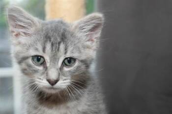 KIRBY -  Domestic Short Hair Cat for Adoption in Colorado Springs, Colorado - KIRBY | PetCurious
