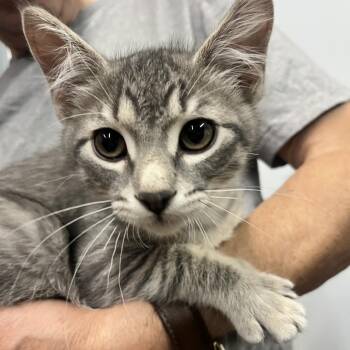 Rembrandt -  Domestic Short Hair Cat for Adoption in Sioux Falls, South Dakota - Rembrandt | PetCurious