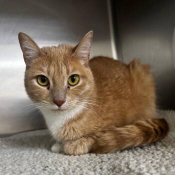 Jane(Cinnamon) 26368 -  Domestic Short Hair Cat for Adoption in Middleburg, Florida - Jane(Cinnamon) 26368 | PetCurious