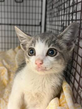 CHARLIE -  Domestic Short Hair Cat for Adoption in Fort Lauderdale, Florida - CHARLIE | PetCurious