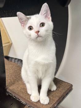 Apple -  Domestic Short Hair Cat for Adoption in Battle Creek, Michigan - Apple | PetCurious